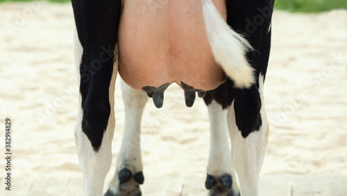Udder of spotted cow close up