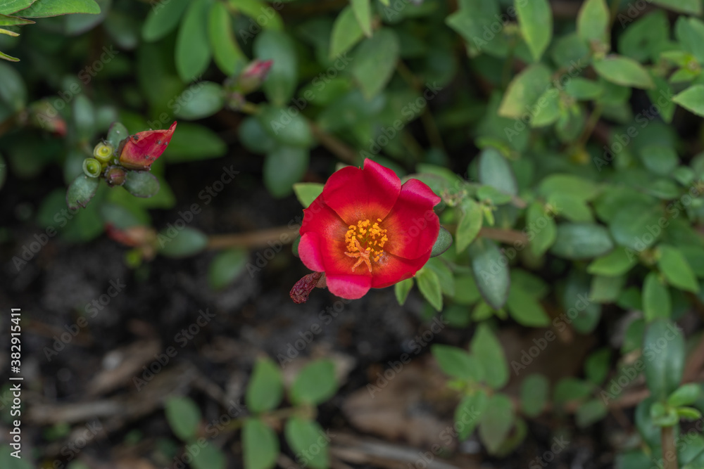 Small red and yellow flower on garden Small red and yellow flower on garden