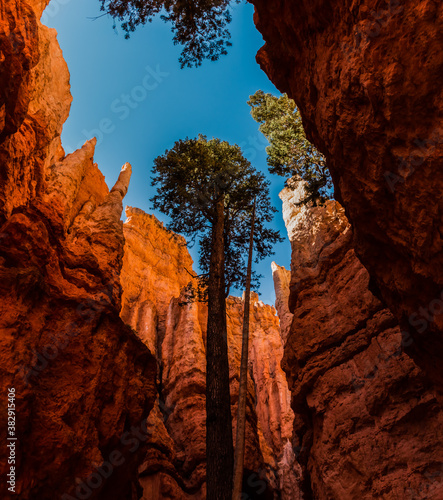 Ponderosa Pines in the Hoodoos of Wall Street,Bryce Canyon National Park,Utah,USA