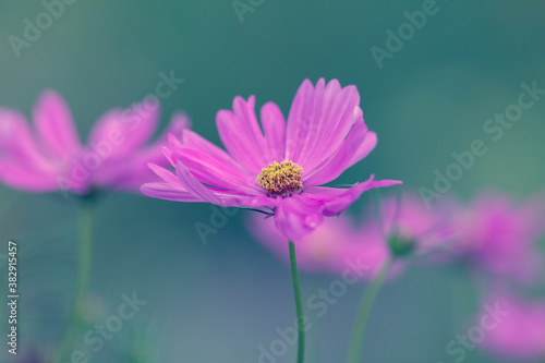 cosmos flower cool shallow depth of field