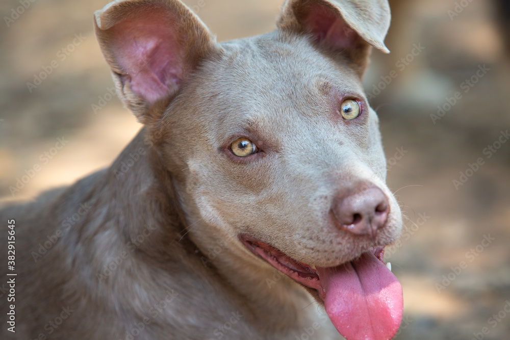 Portrait of a companion dog