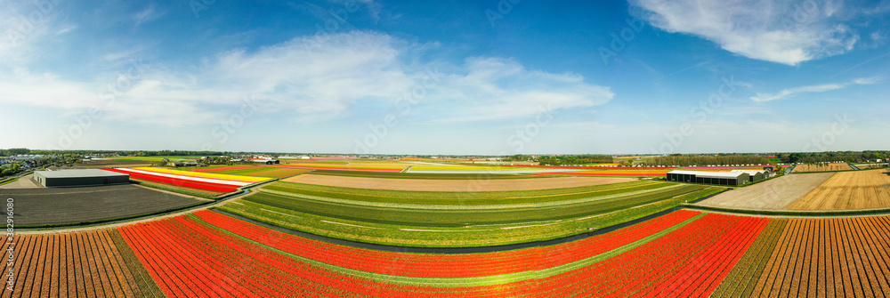 Aerial view of beautiful tulip fields, Netherlands Aerial view of beautiful tulip fields, Netherlands