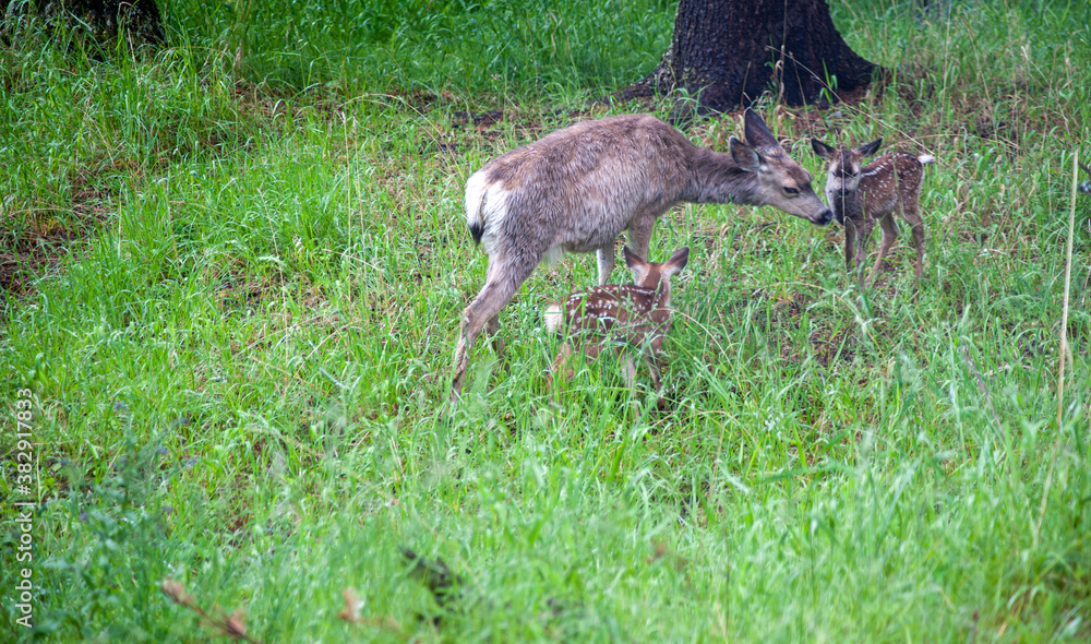 Deer with fawns Deer with fawns
