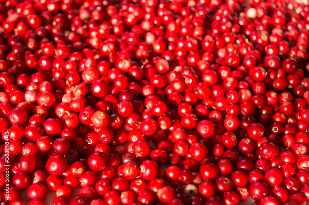 Lingonberry background. Top view. Red fresh background. Lingonberry background. Top view. Red fresh background.