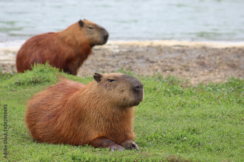 wo capybaras (Hydrochoerus hydrochaeris) lying on the green grass, with a river in the background. wo capybaras (Hydrochoerus hydrochaeris) lying on the green grass, with a river in the background.