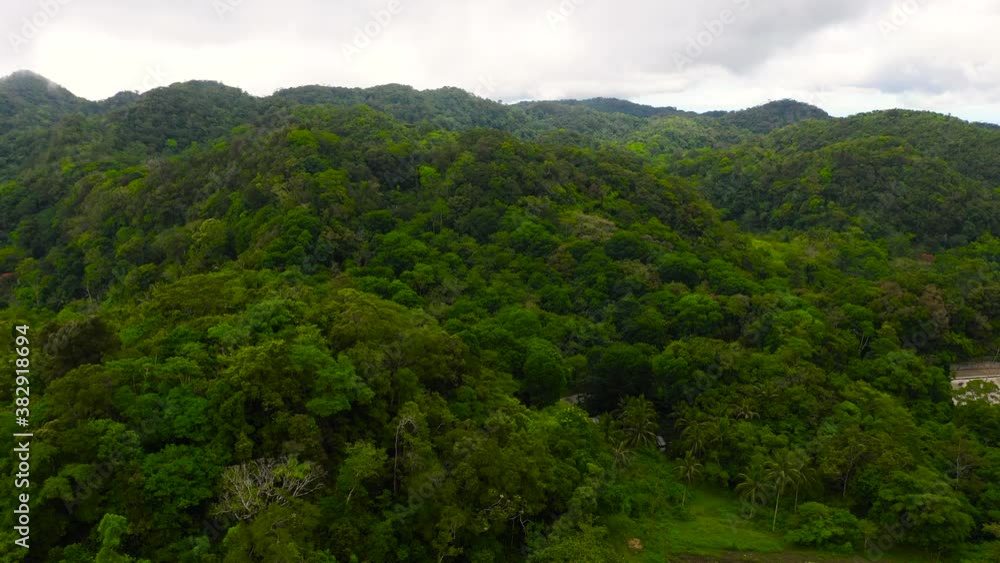 Lush green rainforest. Aerial drone view of the jungle. Bohol, Philippines. Lush green rainforest. Aerial drone view of the jungle. Bohol, Philippines.