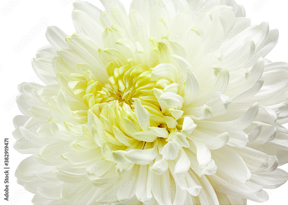 Chrysanthemum flower, isolated on white background, clipping path, full depth of field