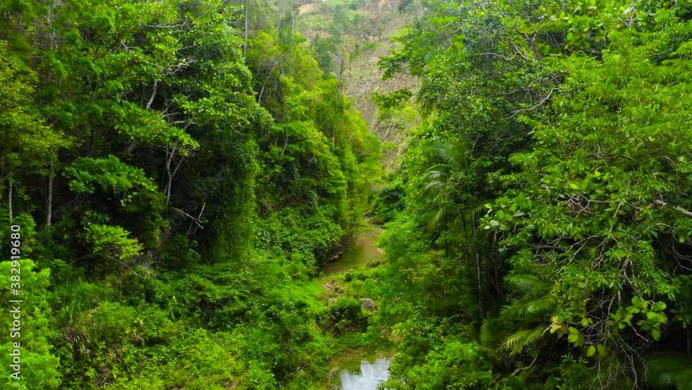Aerial view of River in tropical green jungle. Bohol, Philippines. Aerial view of River in tropical green jungle. Bohol, Philippines.