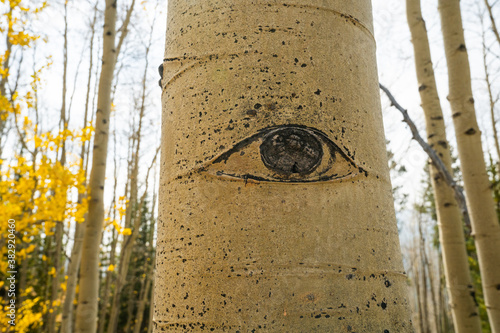 Close up of Aspen Tree Eye on Beautiful Hiking Trail with Yellow Aspen Trees In Colorado During Fall Autumn Season on Bright Sunny Day with Beautiful Blue Sky