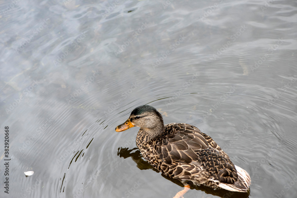 Fototapeta premium Magnifique canard du Québec au naturel