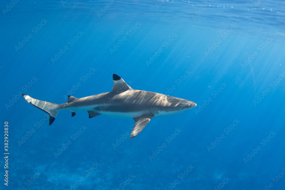 Blacktip Reef Shark in Moorea, French Polynesia Blacktip Reef Shark in Moorea, French Polynesia