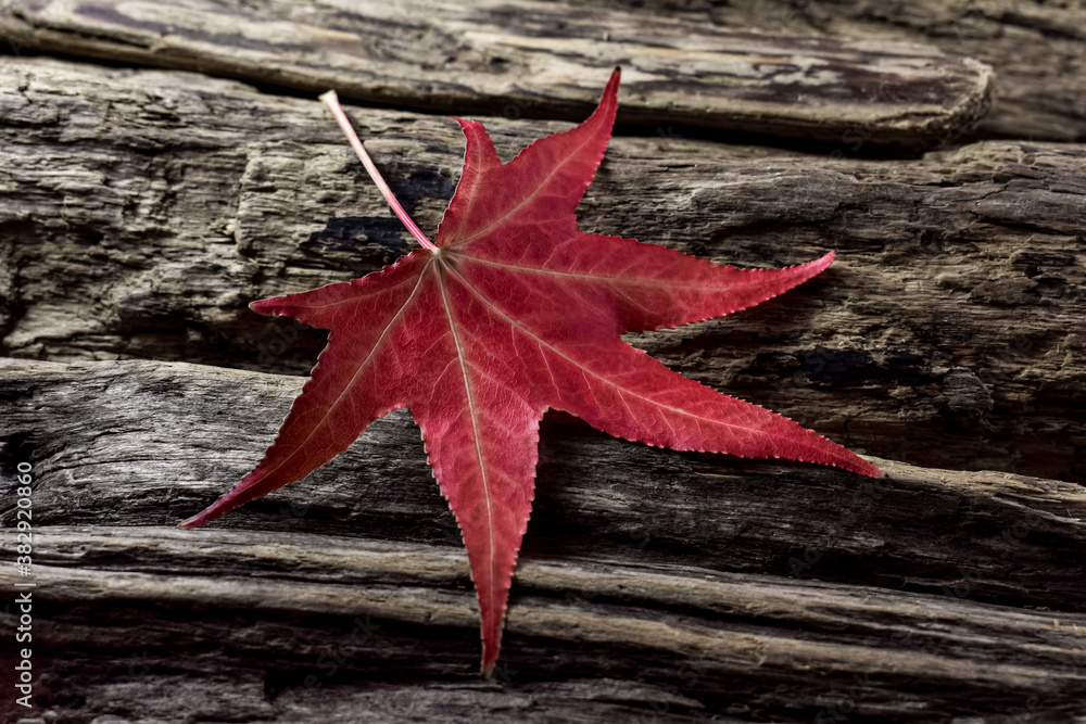 Bright red maple leaf on an old wooden background. Close-up. Concept for autumn, card. Bright red maple leaf on an old wooden background. Close-up. Concept for autumn, card.