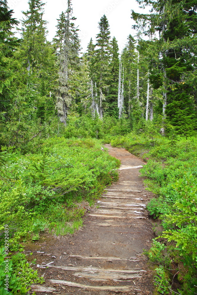Skyline Trail at Mount Rainier in Summer, WA-USA Skyline Trail at Mount Rainier in Summer, WA-USA
