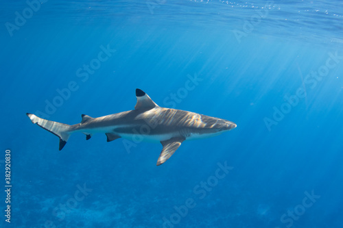 Blacktip Reef Shark in Moorea  French Polynesia