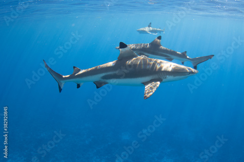 Blacktip Reef Sharks in Moorea  French Polynesia