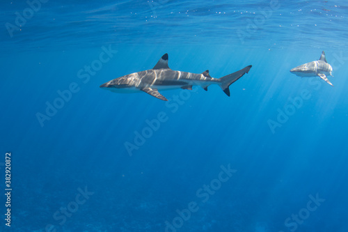 Blacktip Reef Sharks in Moorea, French Polynesia © Peter Clark