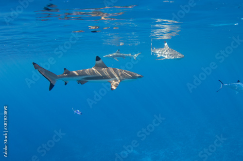 Blacktip Reef Sharks in Moorea, French Polynesia