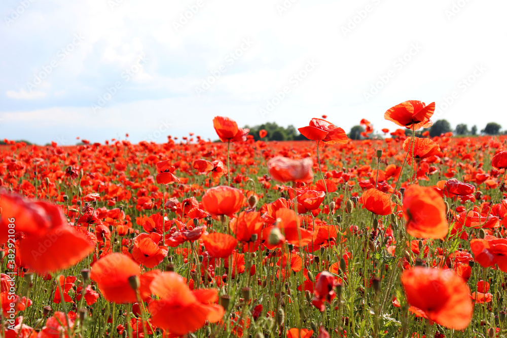 Obraz premium field of poppies