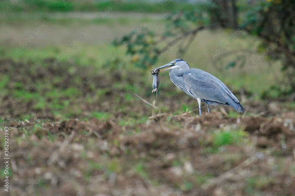 Fototapeta premium Grey Heron (Ardea cinerea) adult with preyed rat, Baden-Wuerttemberg, Germany