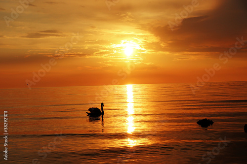 swan at the sunset on the beach