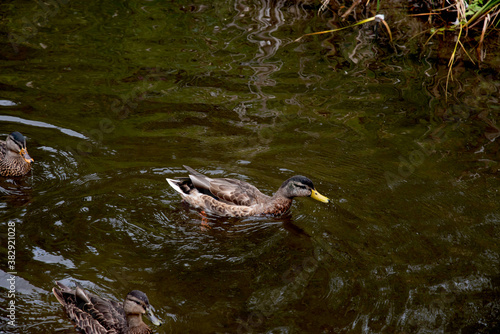 Magnifique canard du Québec au naturel