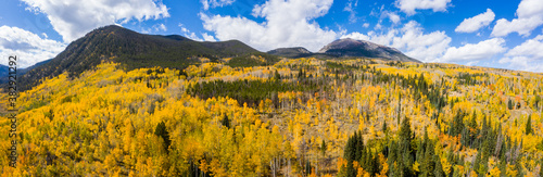 Aerial Drone Panorama of Yellow Aspen Trees In Colorado During Fall Autumn Season on Bright Sunny Day with Beautiful Blue Sky and Mountains in Park 