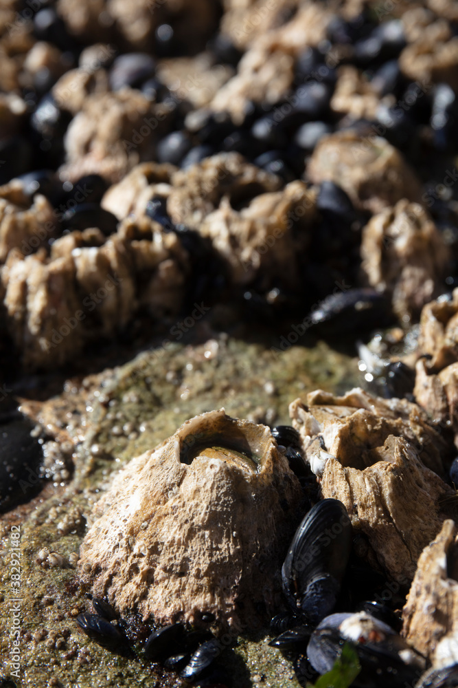 Barnacle in tide pool Barnacle in tide pool