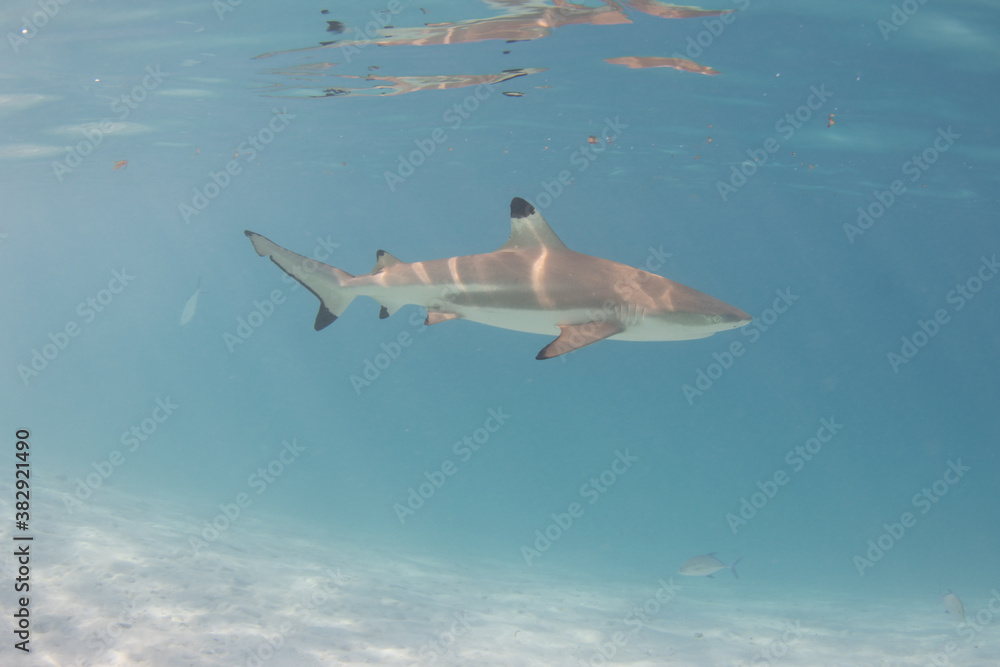 Blacktip Reef Shark in Moorea, French Polynesia Blacktip Reef Shark in Moorea, French Polynesia