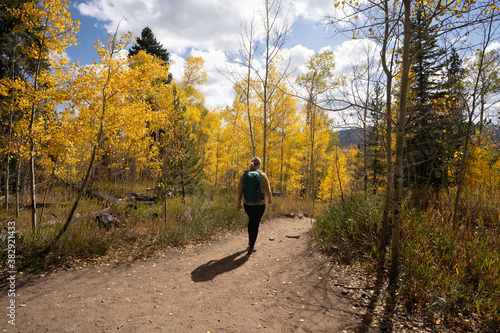 Active Woman Hiking on Trail Looking Up at Yellow Aspen Trees In Colorado During Fall Autumn Season on Bright Sunny Day with Beautiful Blue Sky