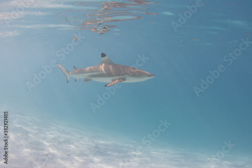 Wallpaper Mural Blacktip Reef Shark in Moorea, French Polynesia Torontodigital.ca