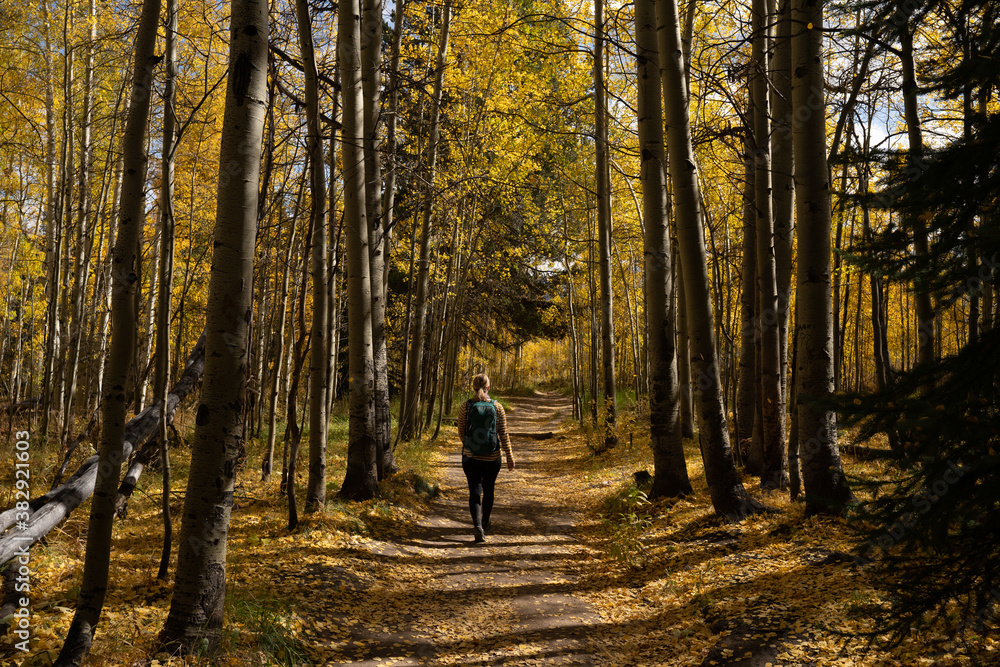 Active Woman Hiking on Trail Looking Up at Yellow Aspen Trees In Colorado During Fall Autumn Season on Bright Sunny Day with Beautiful Blue Sky