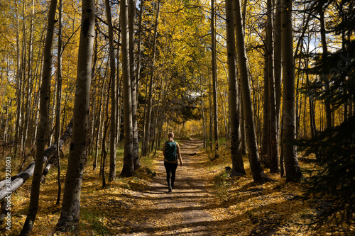Active Woman Hiking on Trail Looking Up at Yellow Aspen Trees In Colorado During Fall Autumn Season on Bright Sunny Day with Beautiful Blue Sky