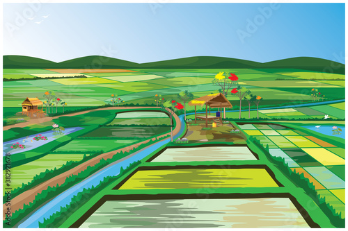 large paddy field at countryside vector design