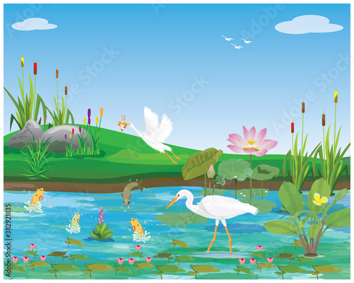 White egrets feed on fish in swamps vector design