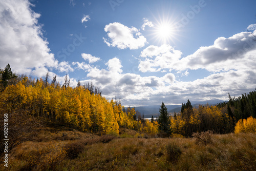 Yellow Aspen Trees In Colorado Forest During Fall Autumn Season on Bright Sunny Day with Beautiful Blue Sky and Mountains in Park 
