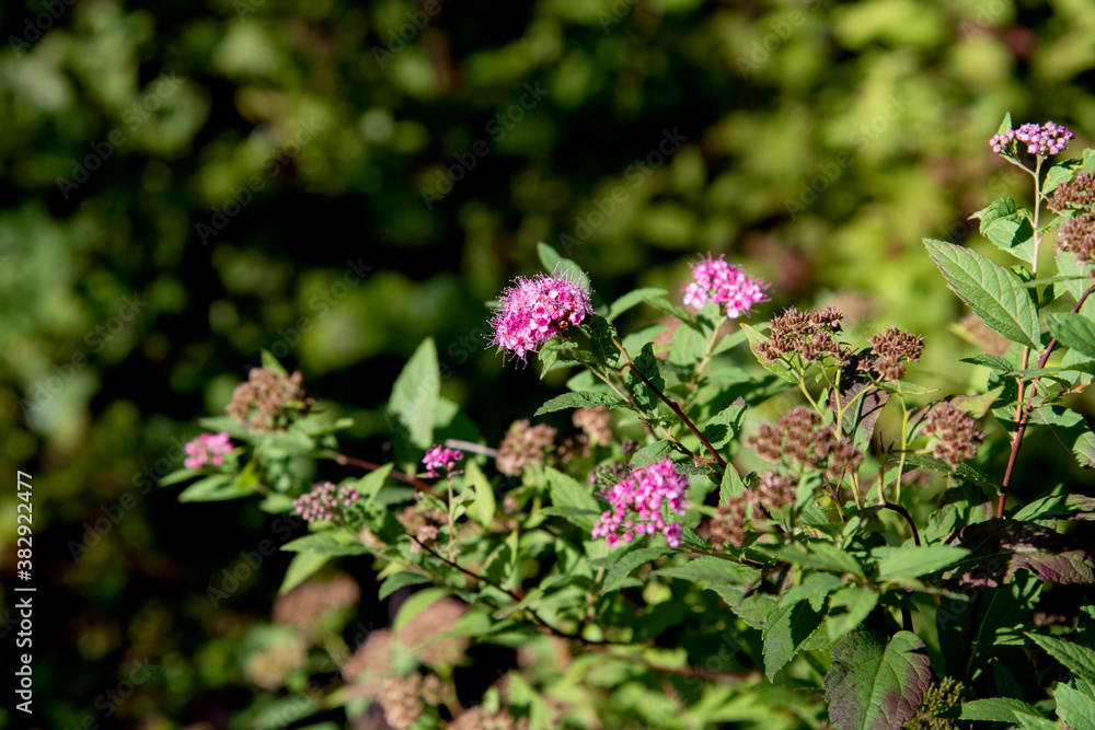Spirée du Japon en fleurs roses vives, avec des grappes colorées et feuillage vert luxuriant en pleine lumière naturelle. Spirée du Japon en fleurs roses vives, avec des grappes colorées et feuillage vert luxuriant en pleine lumière naturelle.