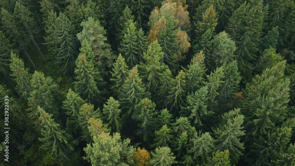 Early autumn in forest aerial top view. Woods, green conifers and trees yellow leaves. Flight over tree tops. Fall season colors woodland. Drone shot, colorful texture in nature, windy day Early autumn in forest aerial top view. Woods, green conifers and trees yellow leaves. Flight over tree tops. Fall season colors woodland. Drone shot, colorful texture in nature, windy day
