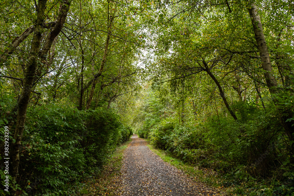 walking path in the park with yellow fall leaves on the ground and tall trees and dense green bushes grown on both sides walking path in the park with yellow fall leaves on the ground and tall trees and dense green bushes grown on both sides