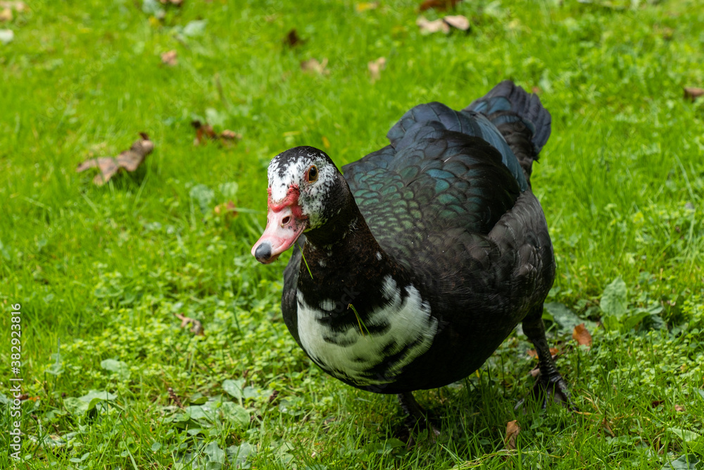 one beautiful muscovy duck walking on green grass field in the park one beautiful muscovy duck walking on green grass field in the park