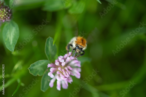 Biene im Anflug  © Picass-o Fotografie