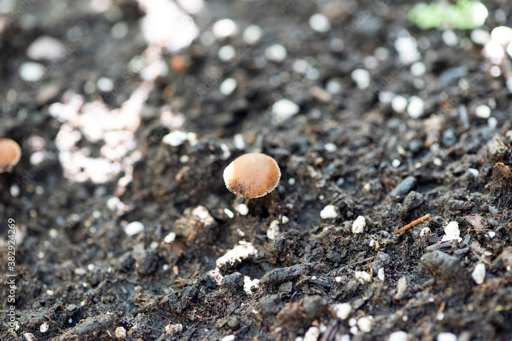 Champignon du Québec