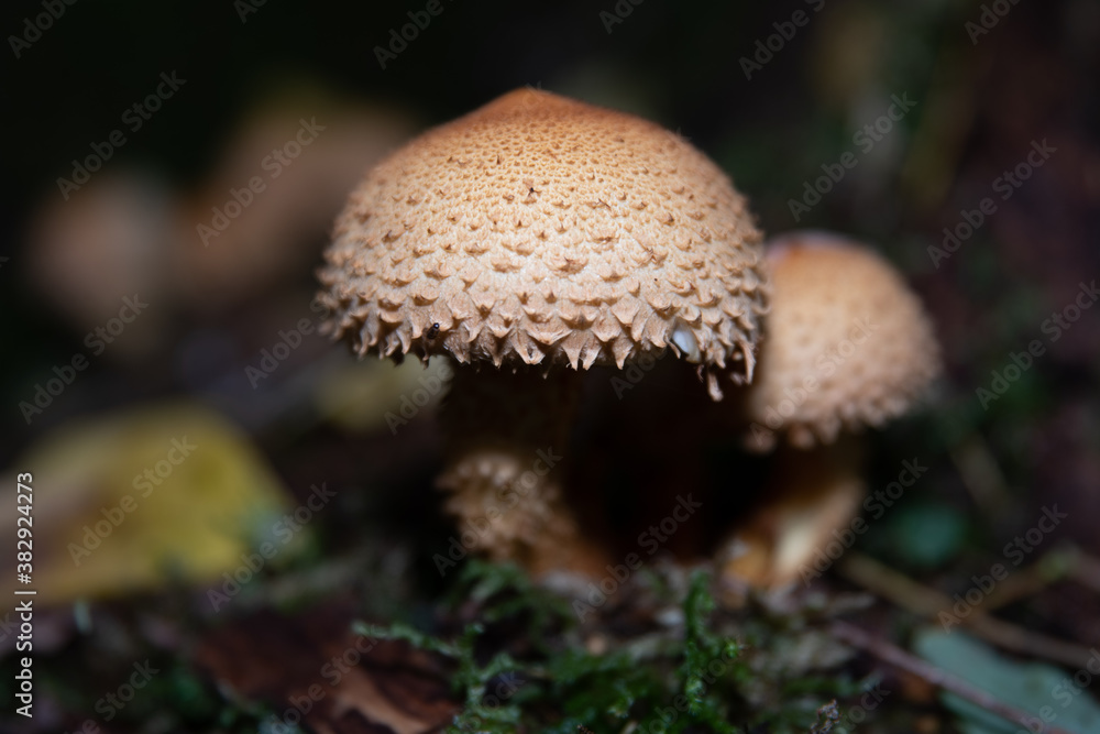 Pilz