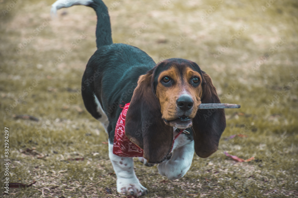 mascota perro paseo parque diversión corriendo juego feliz 