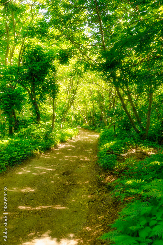 Obraz premium path in the forest