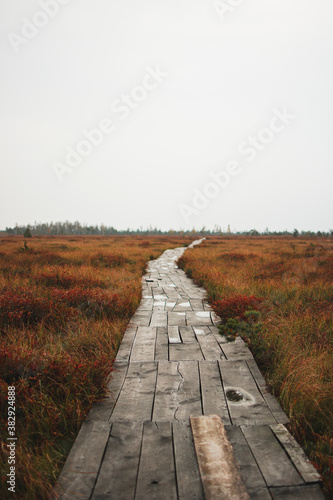 Yelnya swamps. Belarus. Nature trail