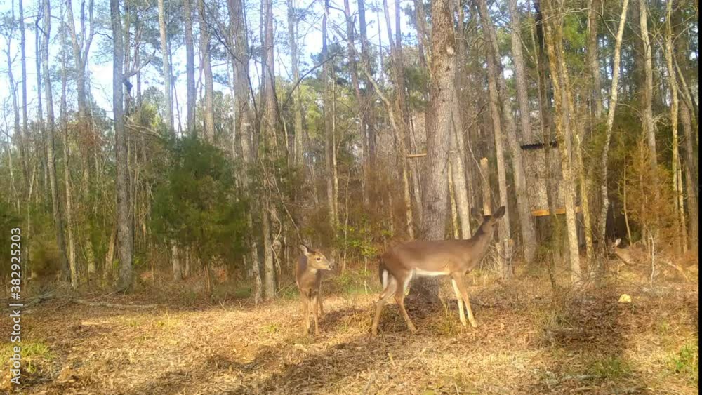 Three whitetail deers in forest Three whitetail deers in forest