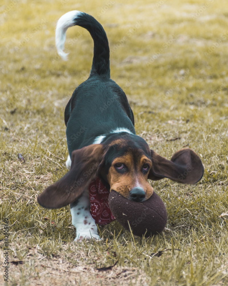 mascota canino paseo parque diversión corriendo juego morder juguete