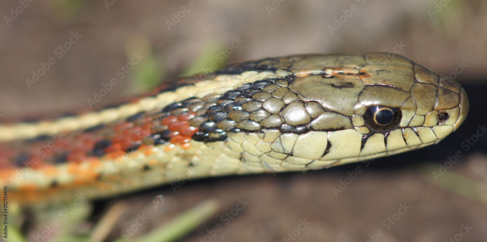 Coast Garter snake Head Details. Ano Nuevo State Park, San Mateo County, California, USA. Coast Garter snake Head Details. Ano Nuevo State Park, San Mateo County, California, USA.