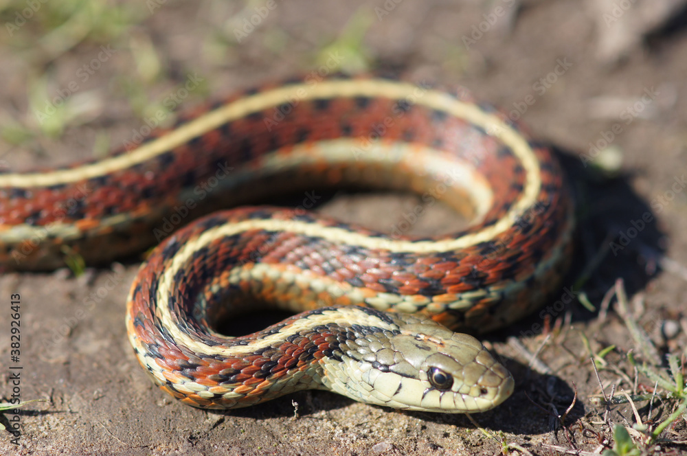 Coast Garter Snake Close-Up. Ano Nuevo State Park, San Mateo County, California, USA. Coast Garter Snake Close-Up. Ano Nuevo State Park, San Mateo County, California, USA.