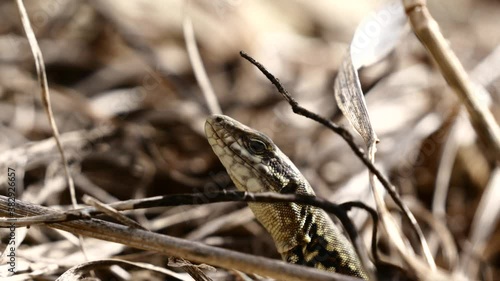 Lézard des murailles..